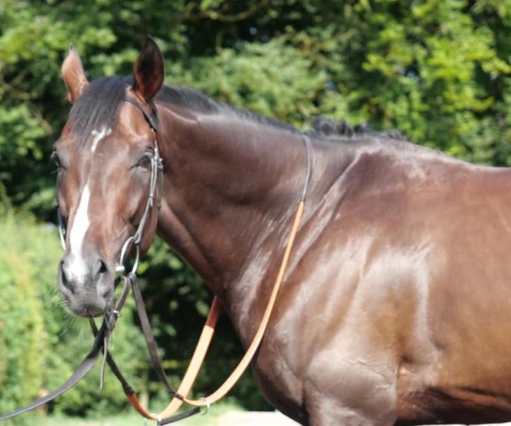 Exciting European Stayer for Te Akau