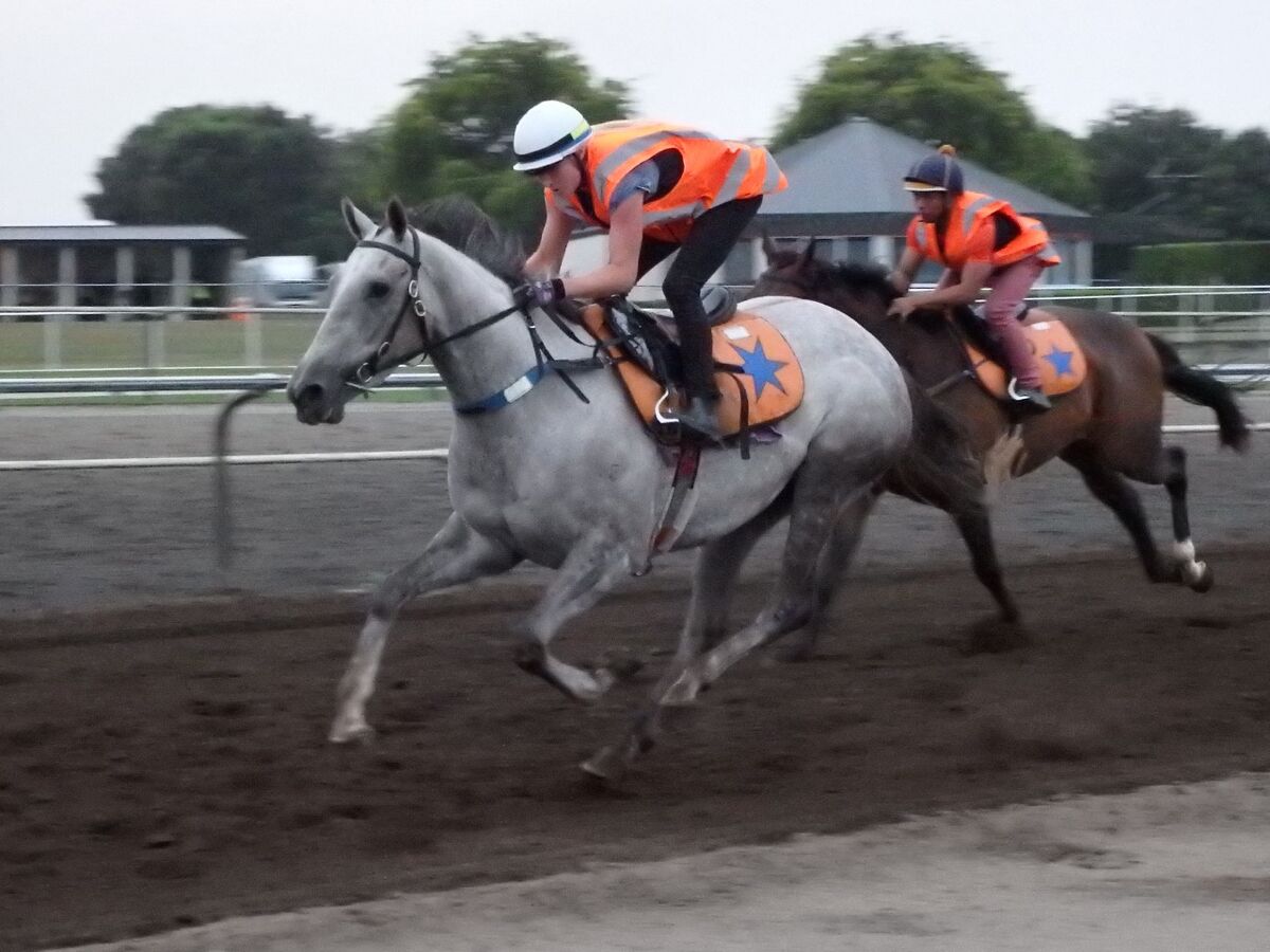 Te Akau Tuesday Trackwork
