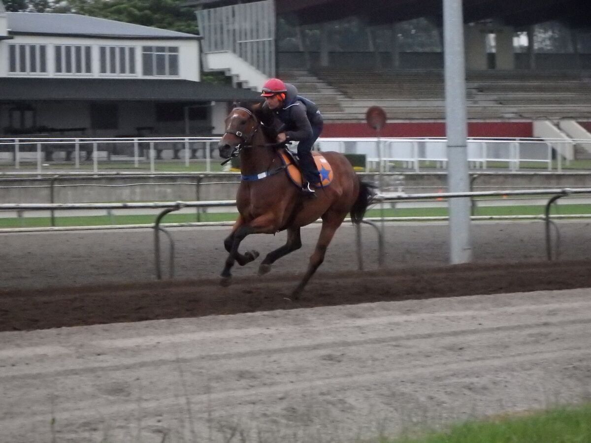 Te Akau Weekend Trackwork