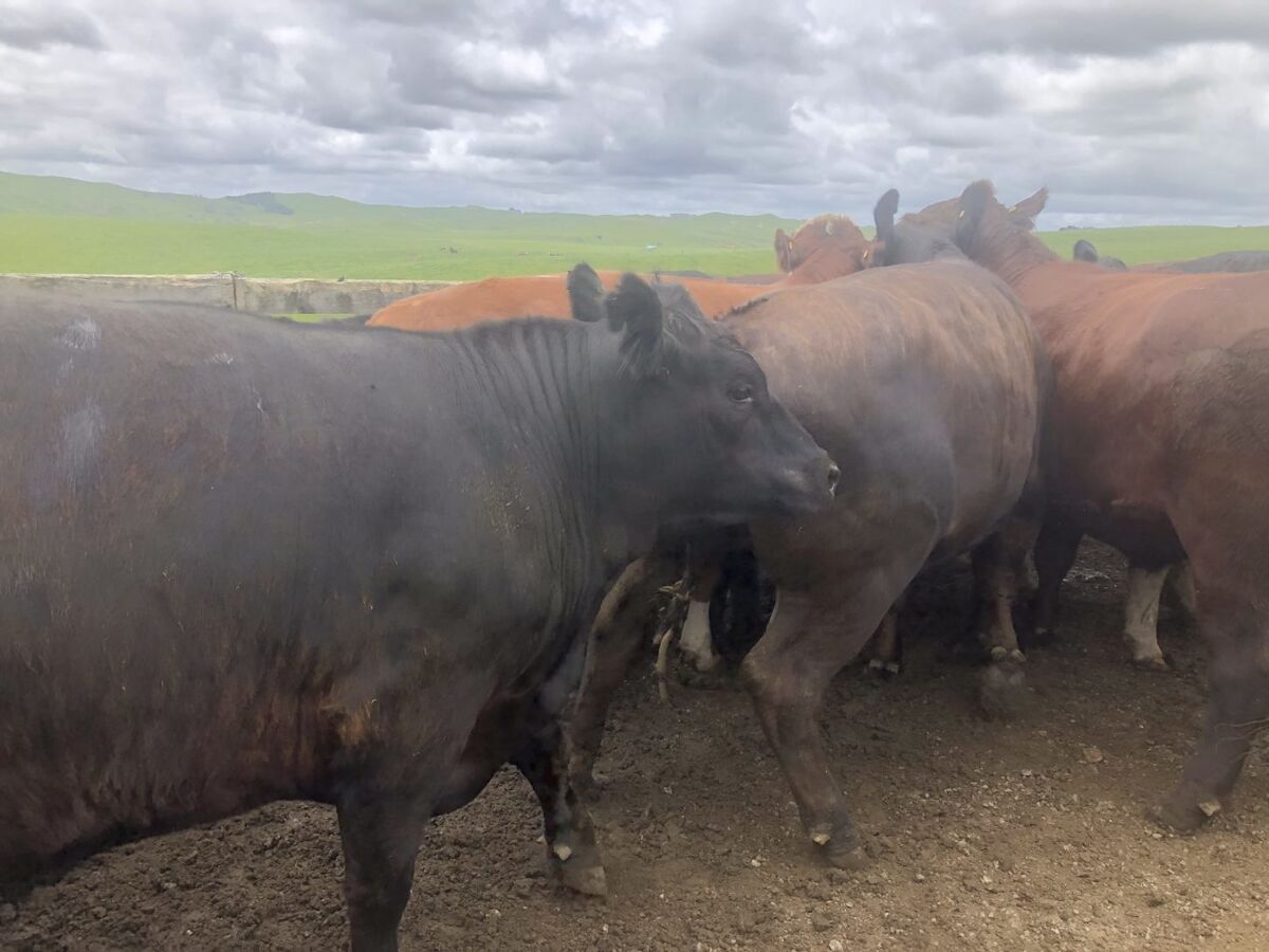 Te Akau Midweek Update