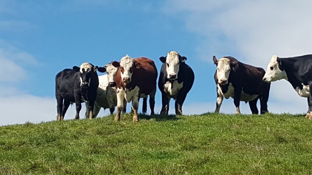 Te Akau Monday Update