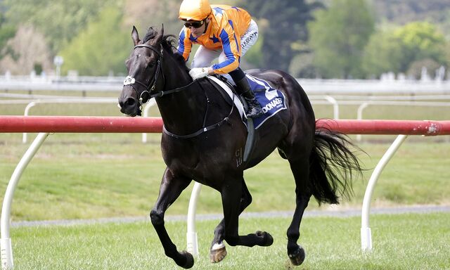 TRANS TASMAN WINNERS: No Stopping Him
