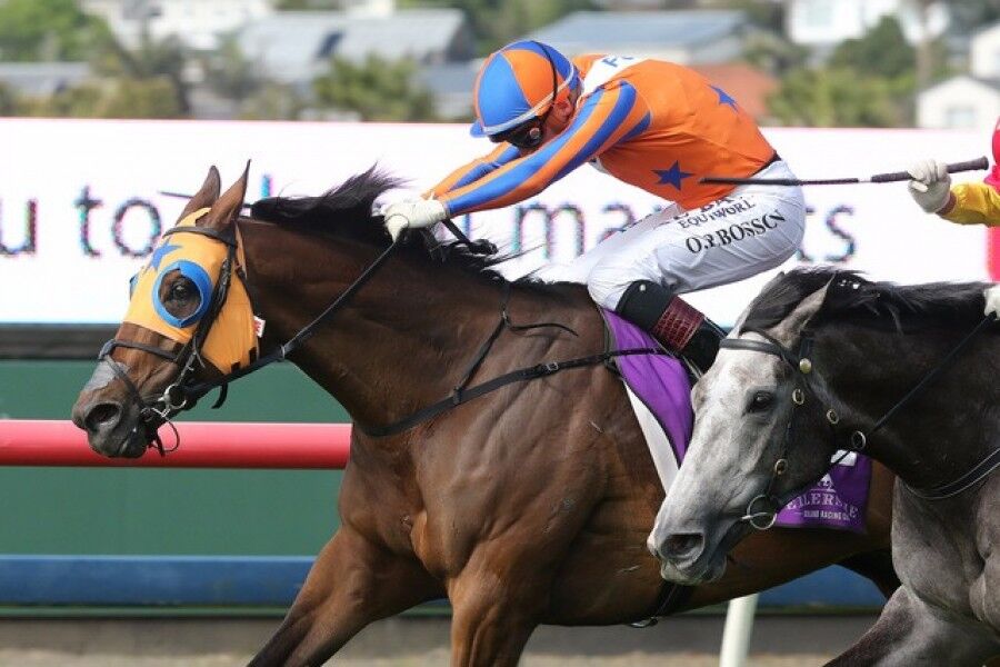 Tauranga Outing for Grp 1 Contender