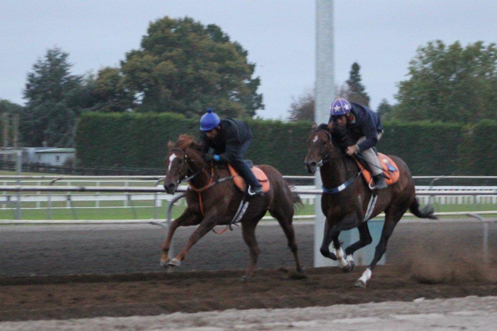 Te Akau Weekend Trackwork