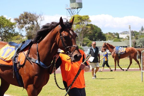 Te Akau Avondale Trials' Report