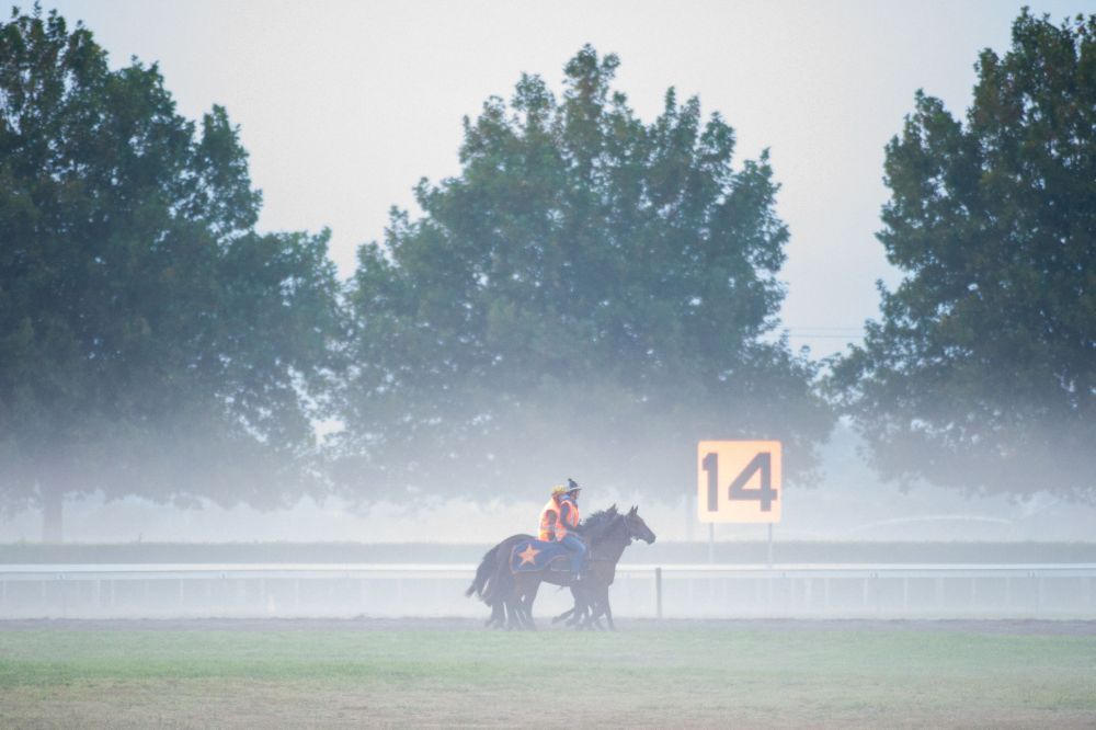 Te Akau Tuesday Trackwork