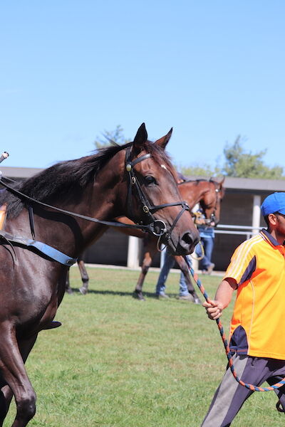 Te Akau Matamata Trials' Report