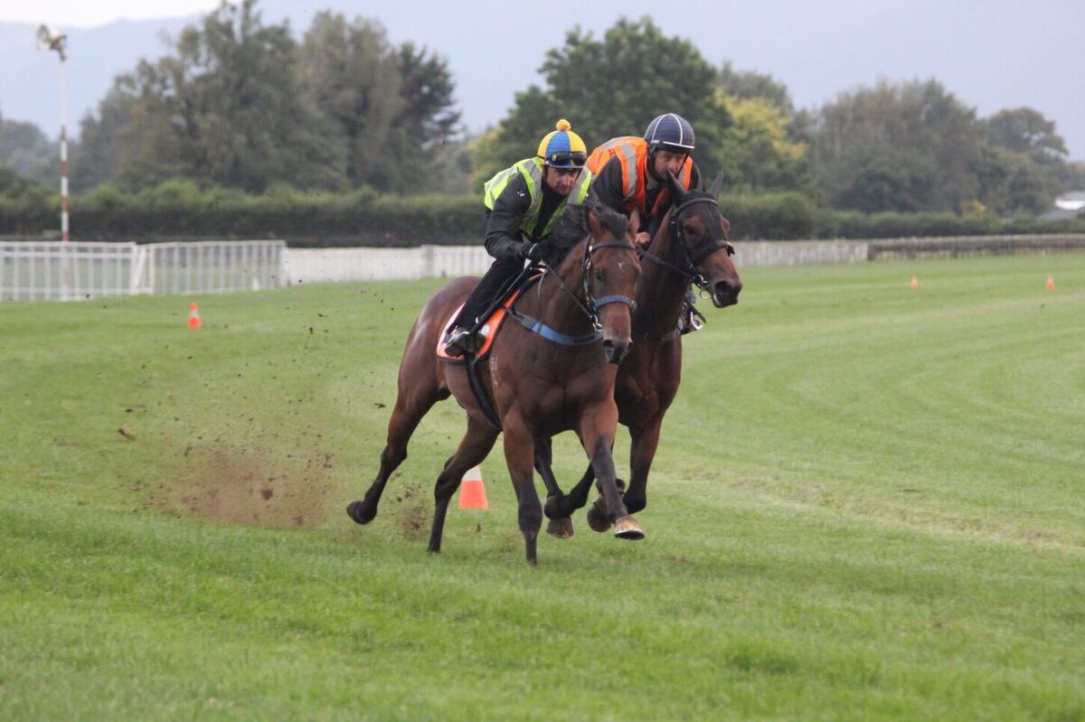Te Akau Tuesday Trackwork