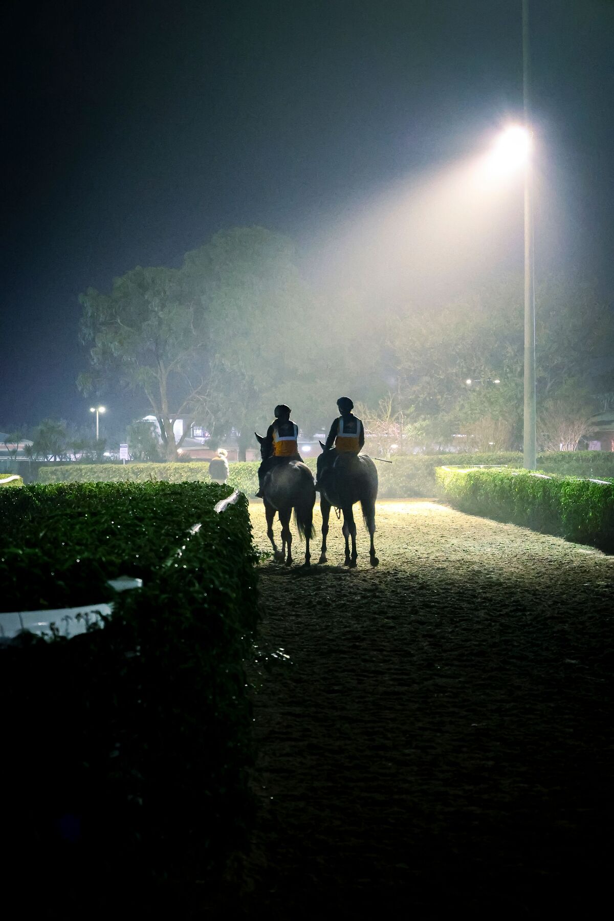 Te Akau Trans Tasman Thursday Trackwork