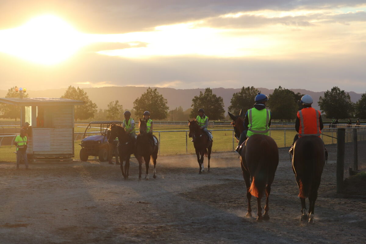 Te Akau NZ Friday Trackwork