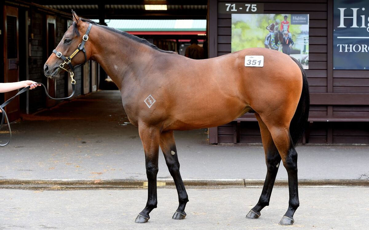 Here Come Our Yearlings