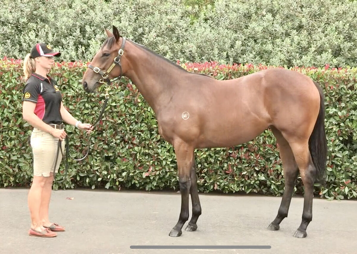 Star Filly Blooming