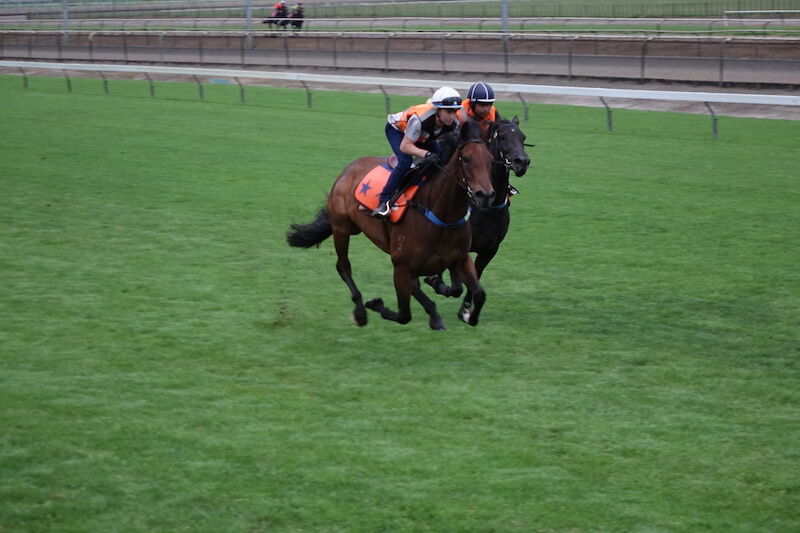Te Akau Weekend Trackwork