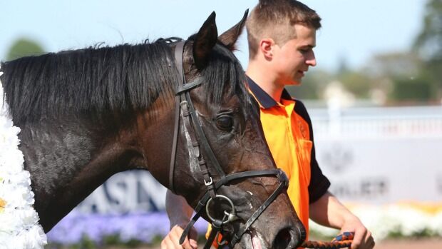 Xtravagant Impresses in Track Gallop