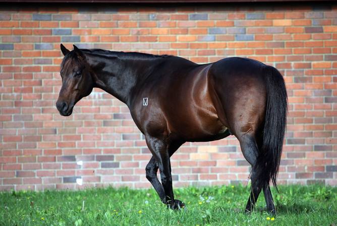 Darci Brahma Progeny to the Fore
