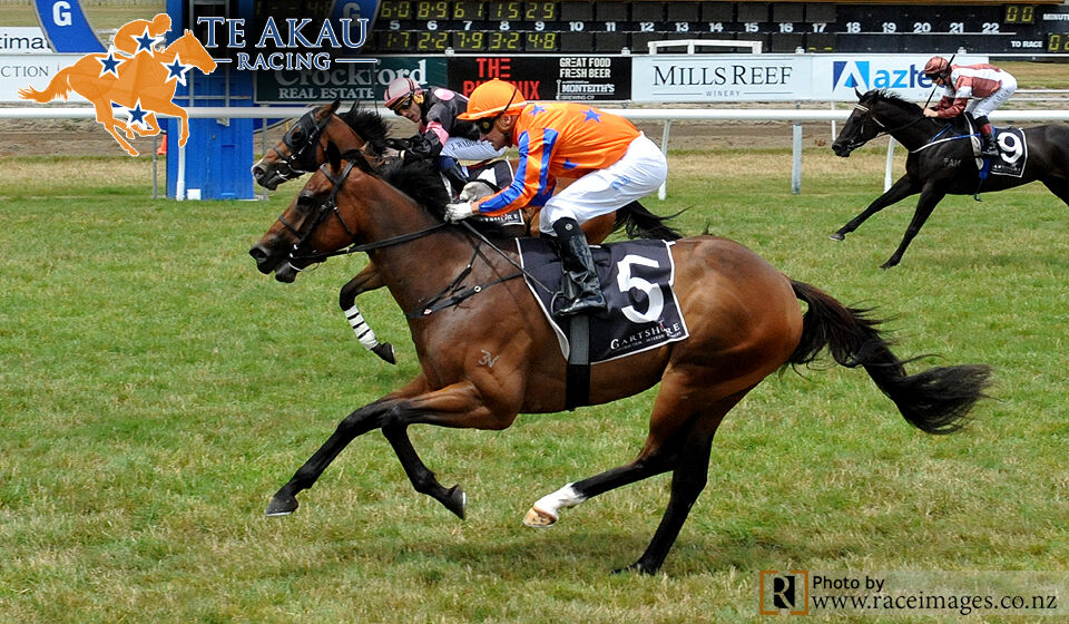 Te Akau Tauranga Preview
