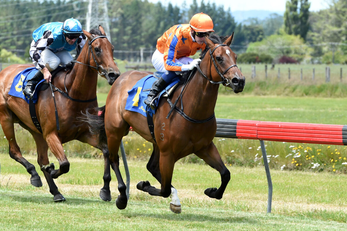 Te Akau Stratford Preview