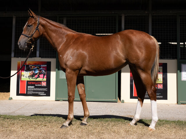 Lot 214 Extreme Choice (AUS) - Deroche (AUS) Chestnut Filly