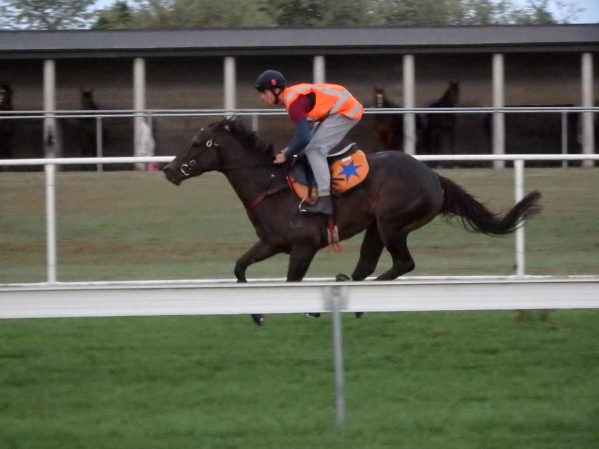 Te Akau Weekend Trackwork