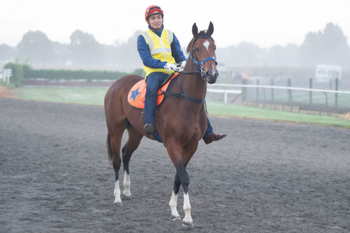 Te Akau Thursday Trackwork