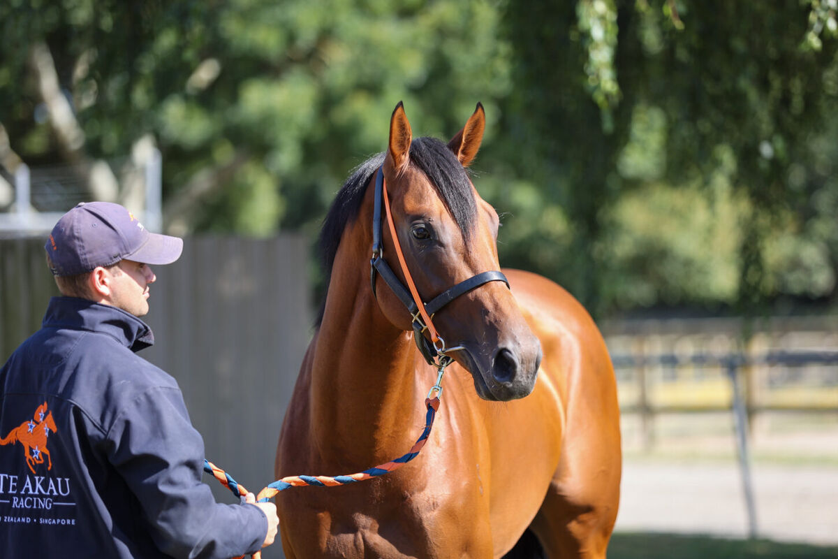 Spotlight on Te Akau's Karaka Million 2YO's