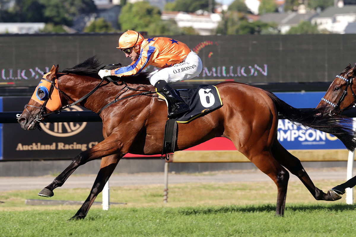 Te Akau Saturday North Island Preview