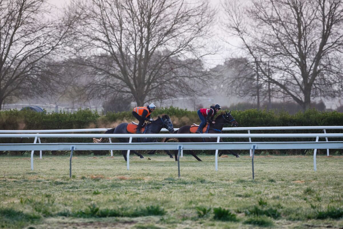 Te Akau Trans Tasman Saturday Trackwork