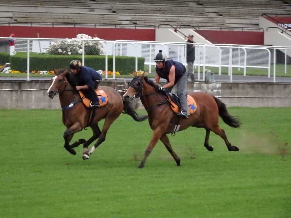 Te Akau Tuesday Trackwork