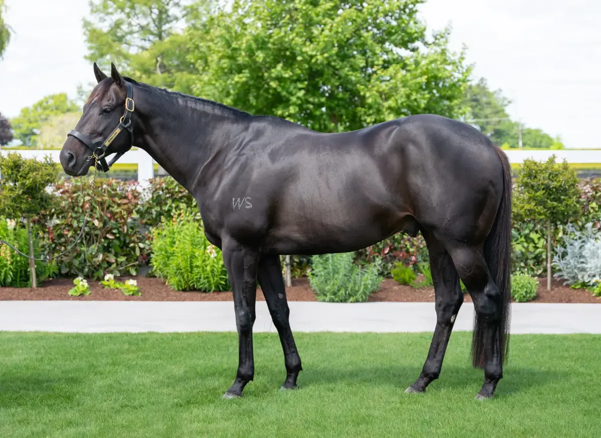 Guineas' Wish for Embellish Son