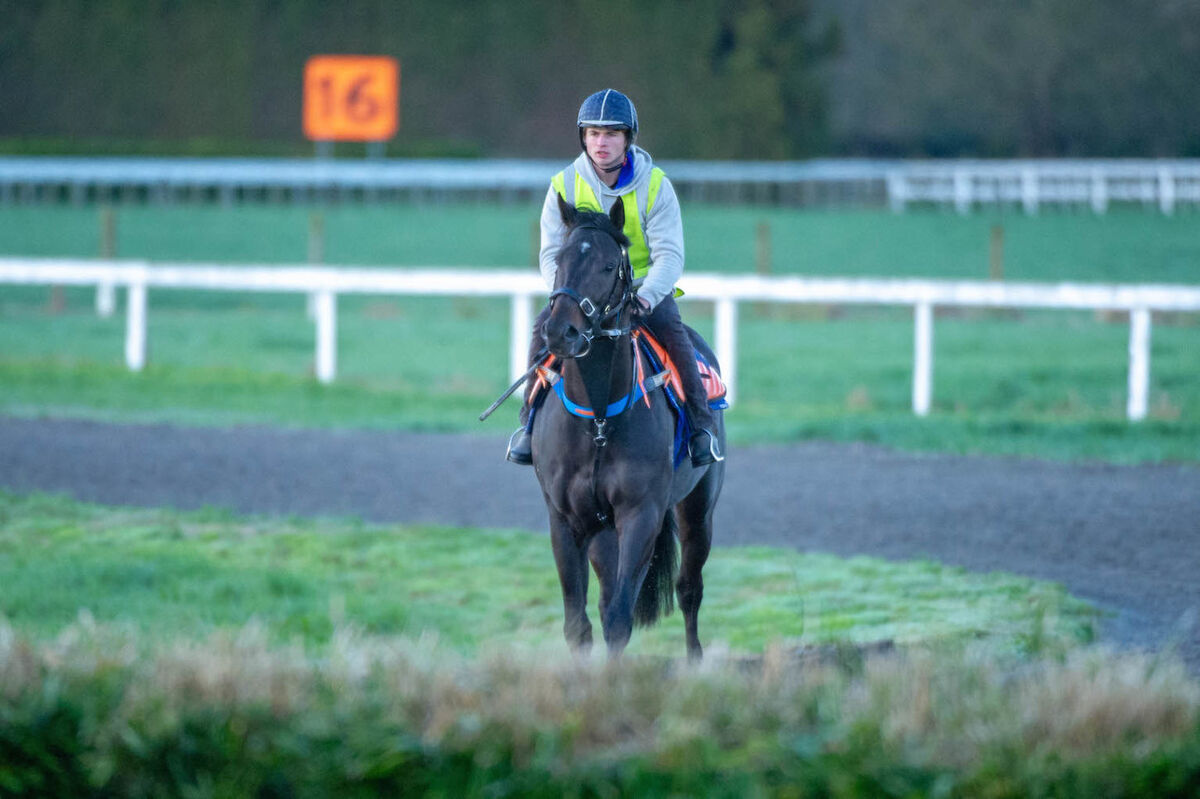 Te Akau Weekend Trackwork
