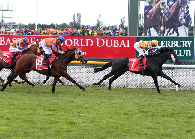 Embellish to Stand at Cambridge Stud
