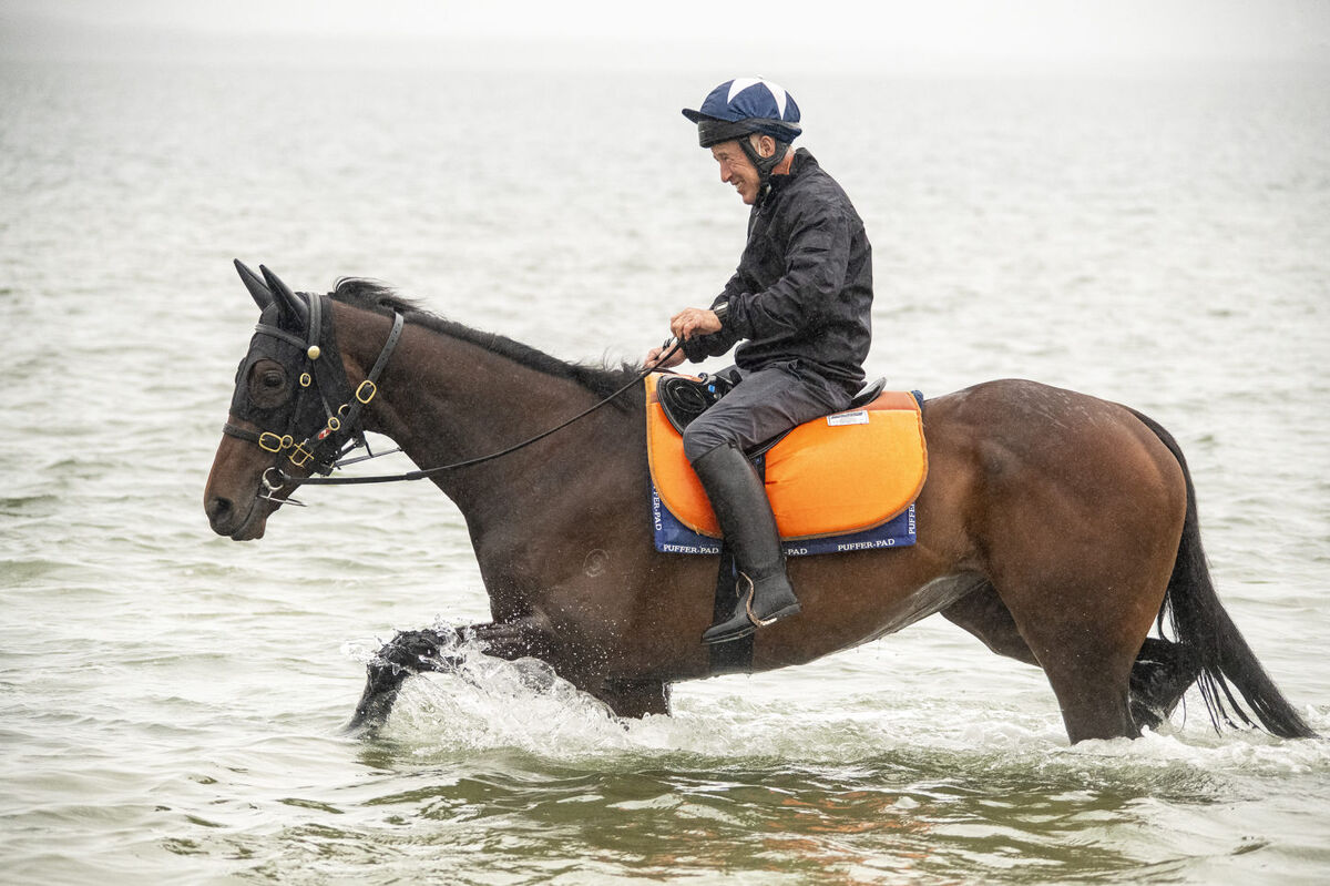 Te Akau TV - Cox Plate & Invitation Preview