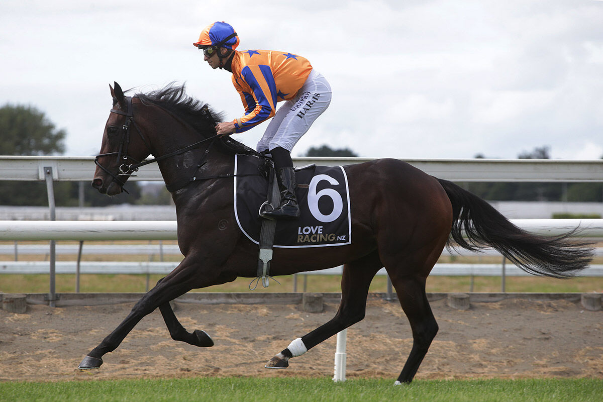 Te Akau Pukekohe Midweek Preview