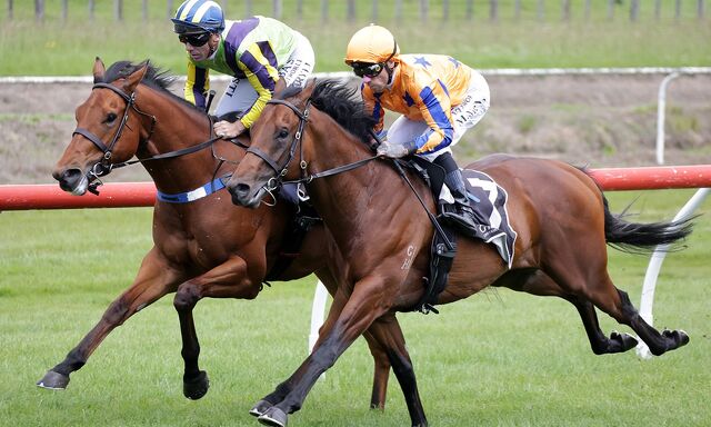 Te Akau Horses on Exhibition