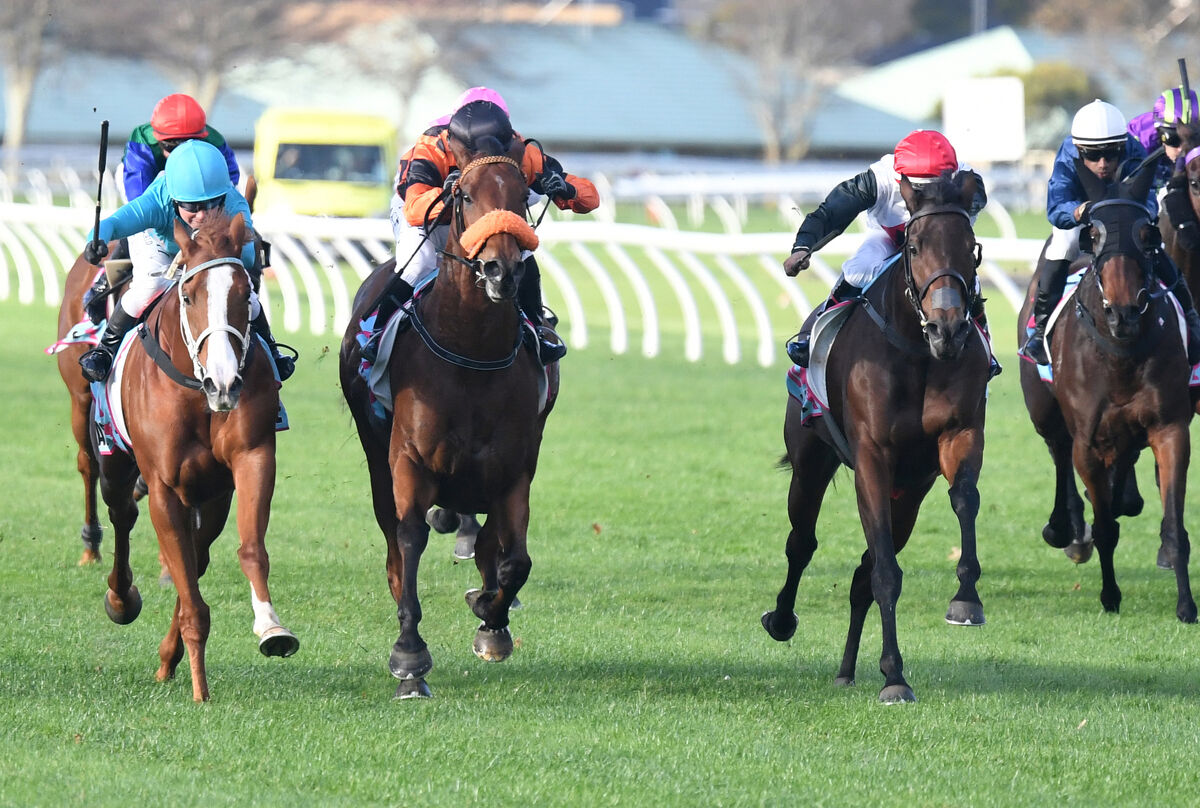 Te Akau Tuesday Update