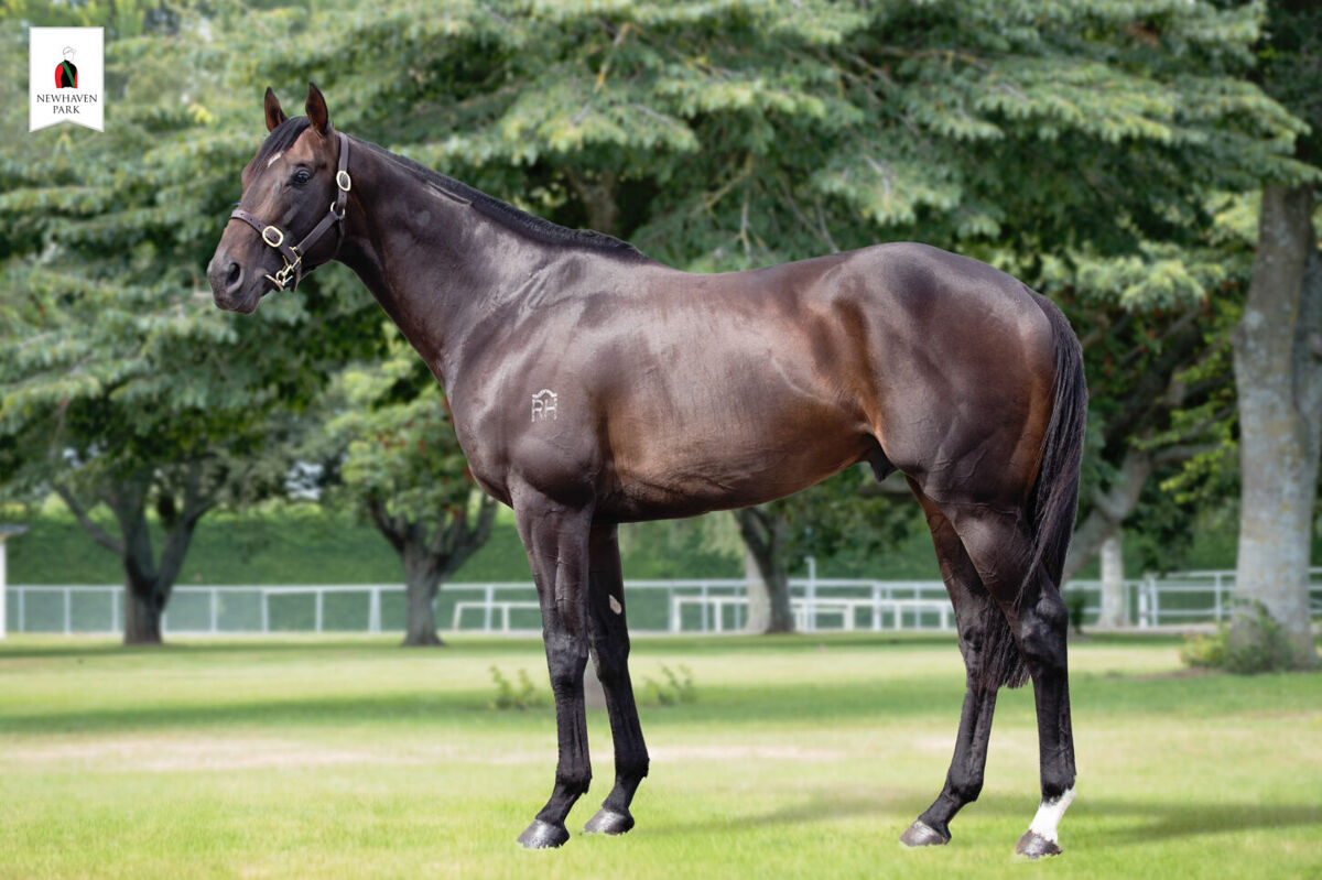 Xtravagant to Stand at Newhaven Park