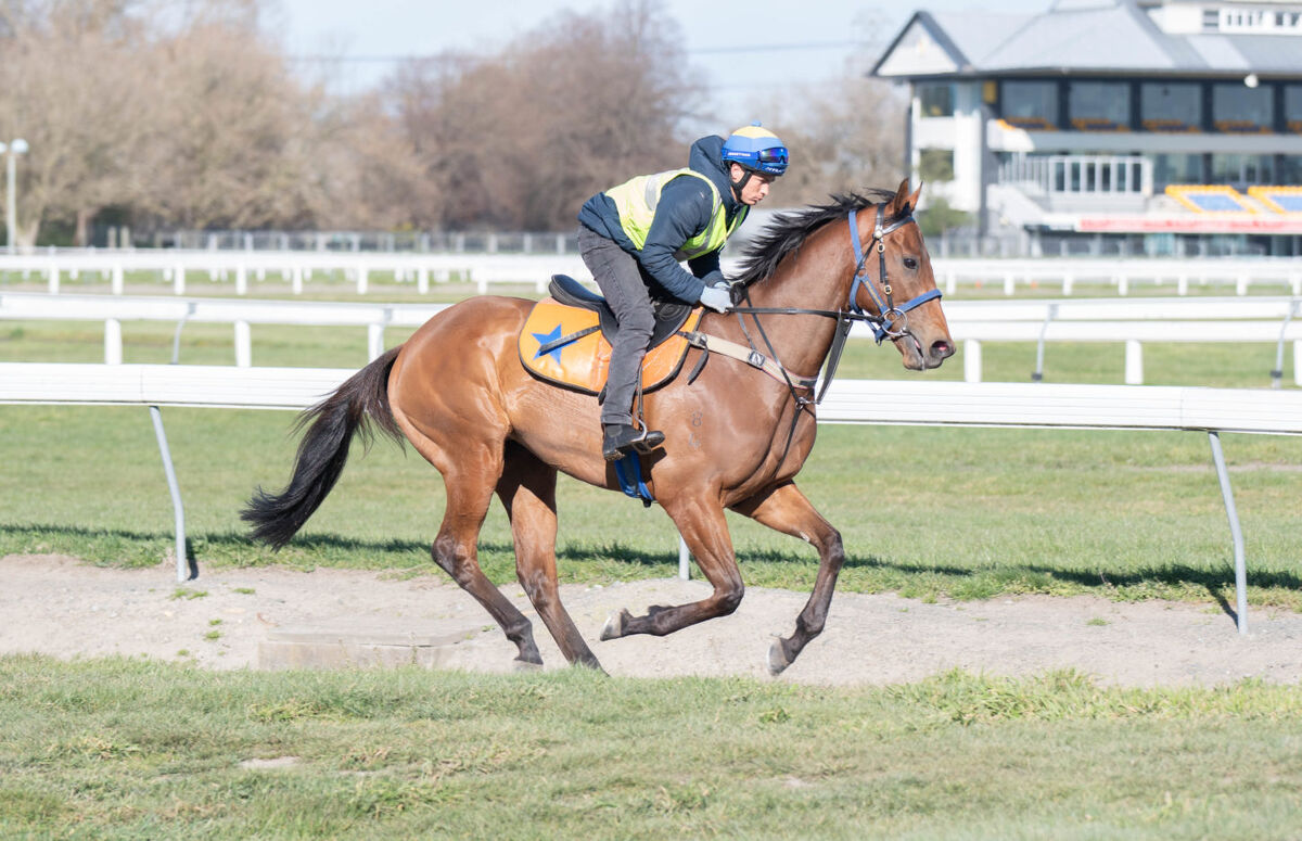 Te Akau Weekend Trackwork