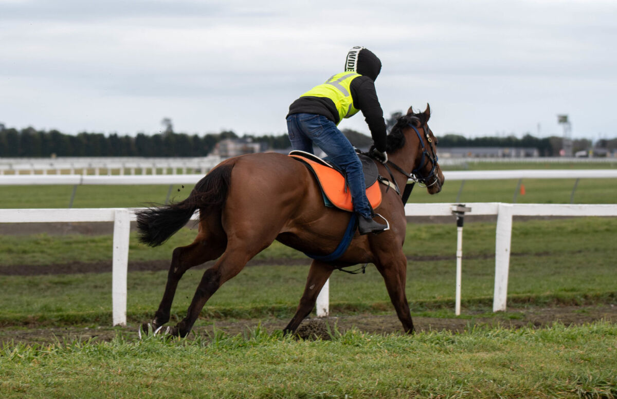 Te Akau Tuesday Trackwork