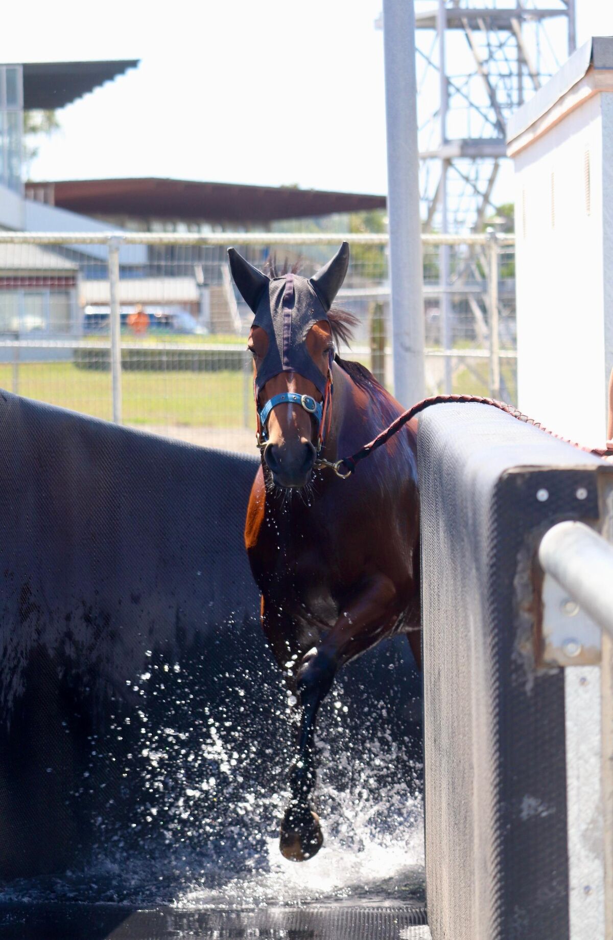 Te Akau Weekend Trackwork