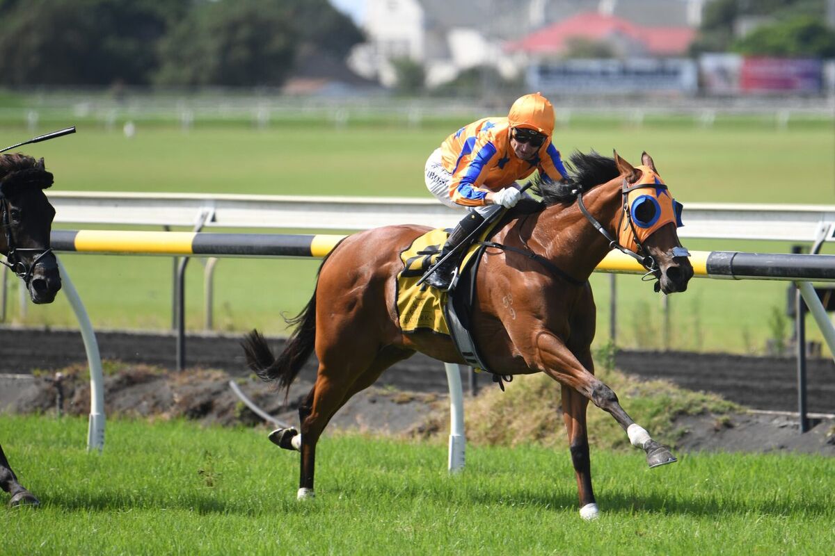 Te Akau Saturday Preview