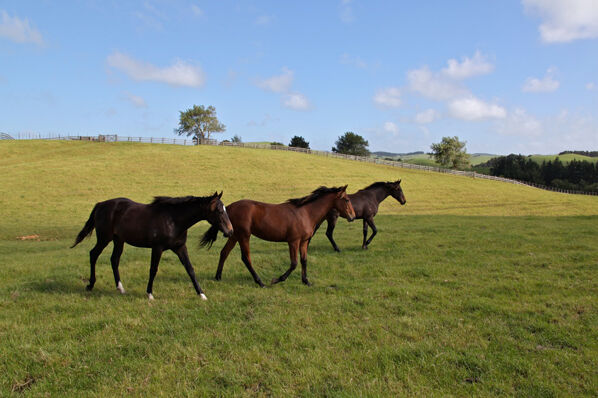 Te Akau's Exquisite Fillies