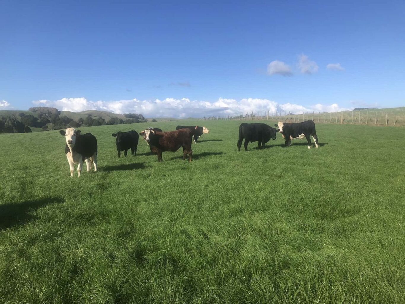 Te Akau Midweek Update