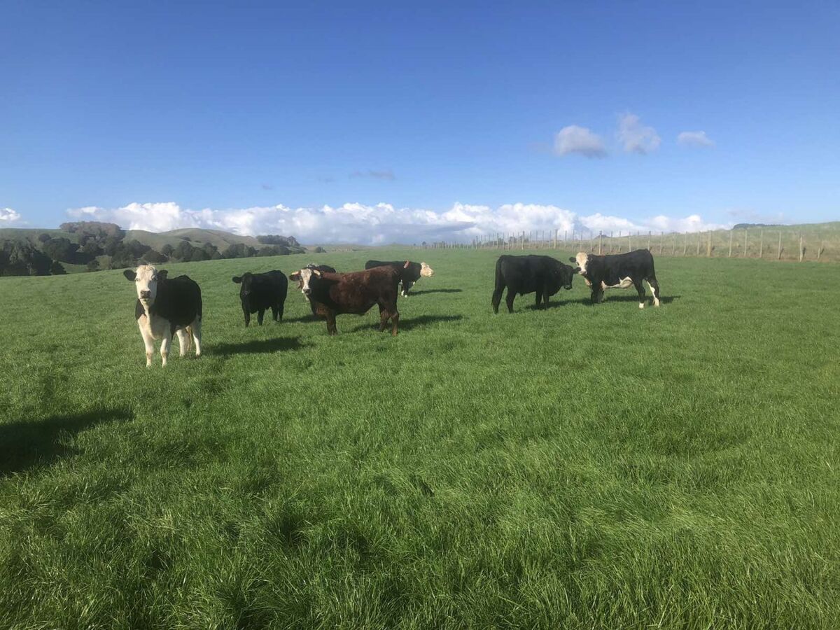 Te Akau Monday Update