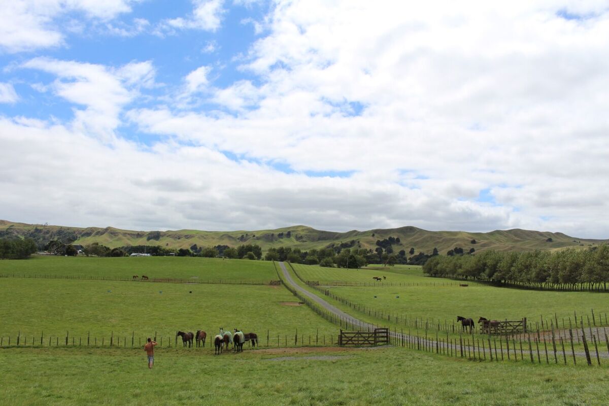 Te Akau Thursday Update