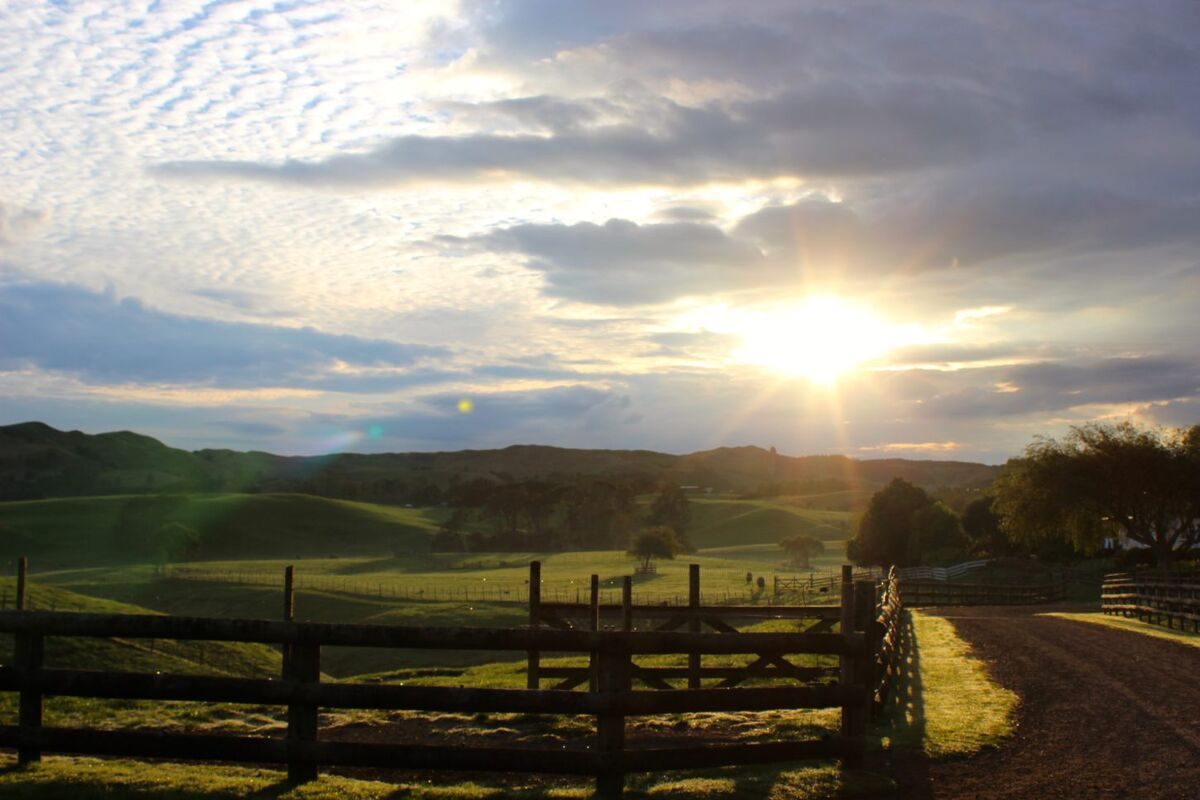 Te Akau Monday Update