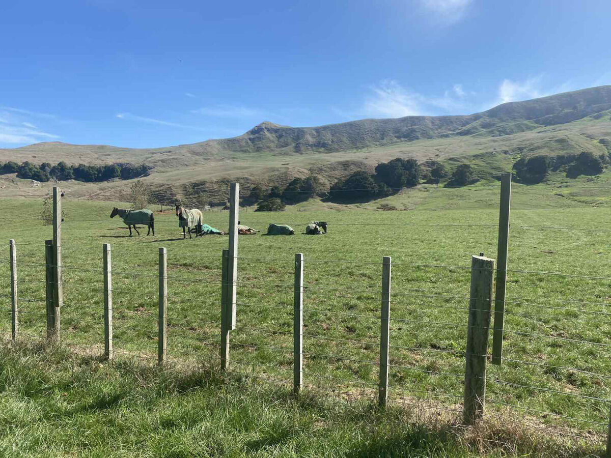 Te Akau Midweek Update