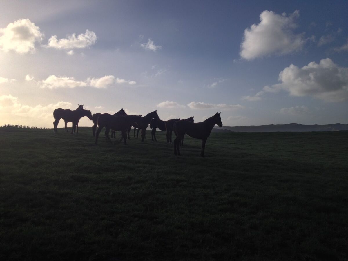 Te Akau Monday Update