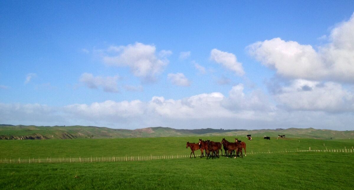 Te Akau Midweek Update