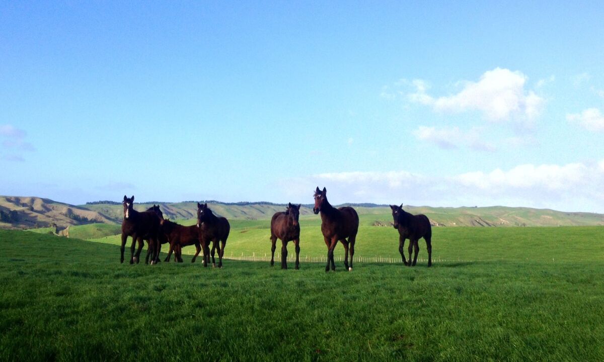Te Akau Thursday Update