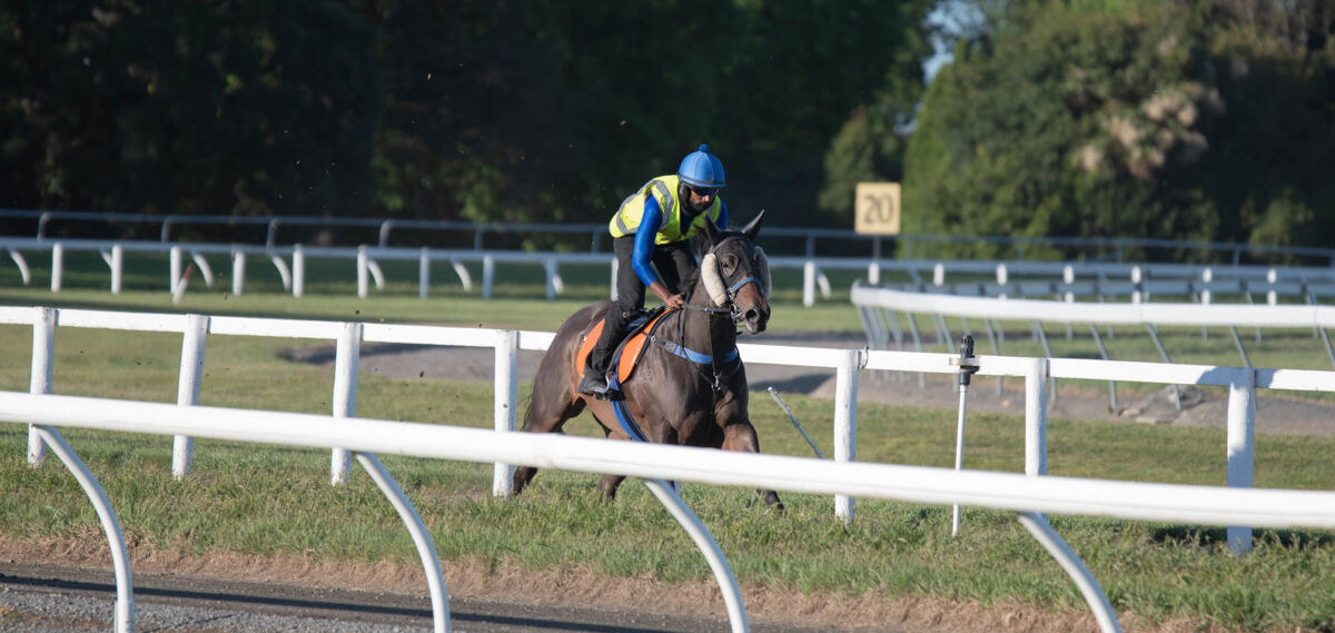 Te Akau Weekend Trackwork
